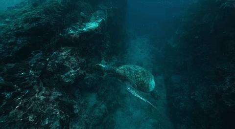 Diving the Galápagos
