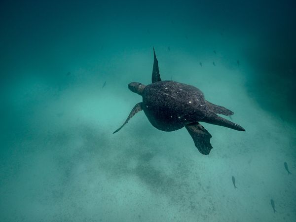 Learning underwater photography