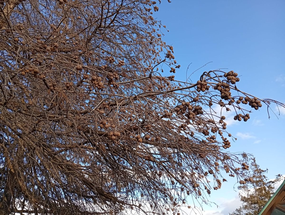 水瓶座の星たち