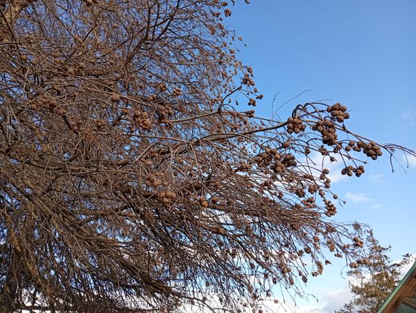 水瓶座の星たち