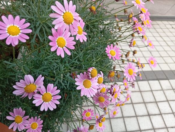 By The Flowers