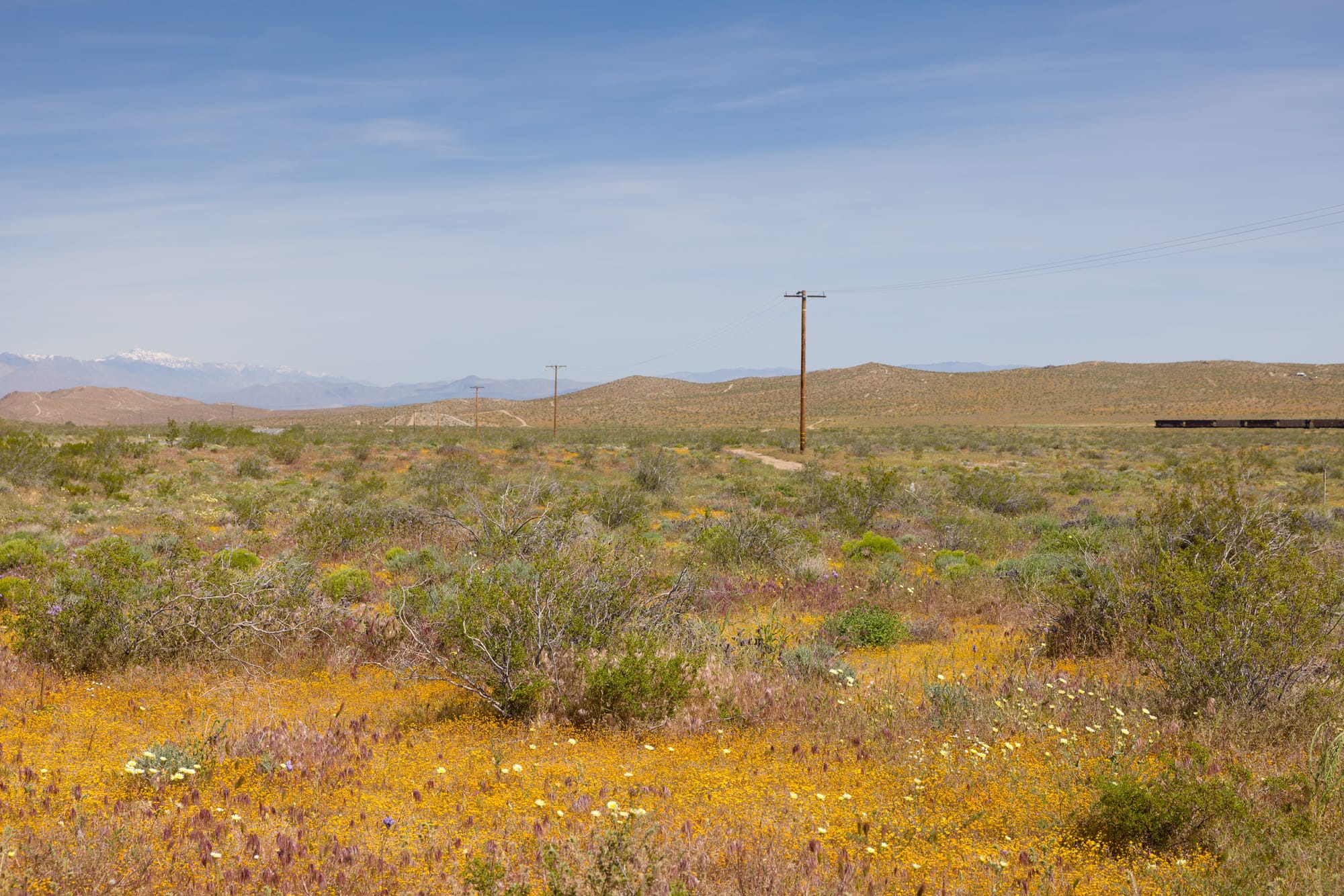 Wildflowers near Trona, CA, outside of Death Valley