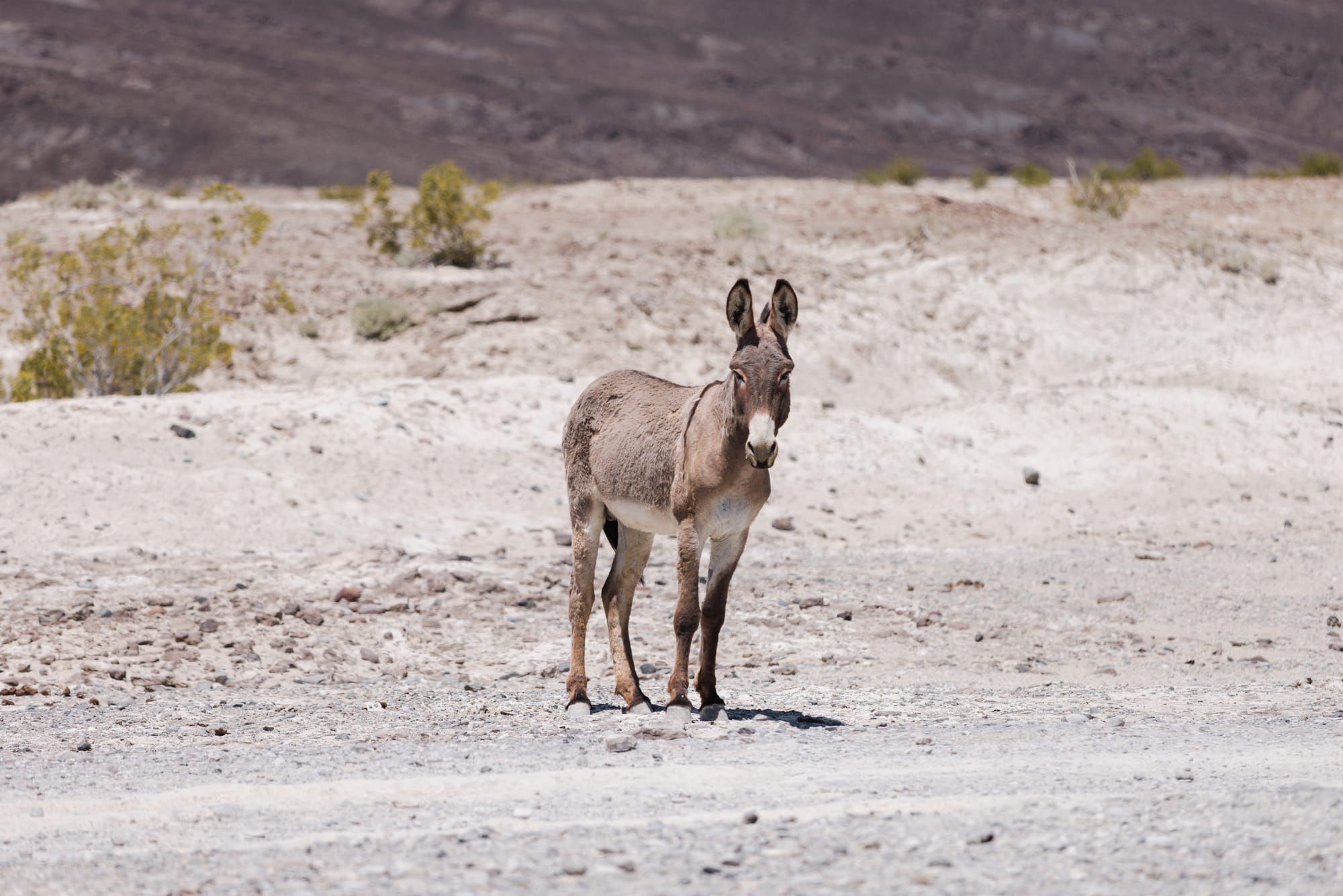 A wild burro in Death Valley, CA