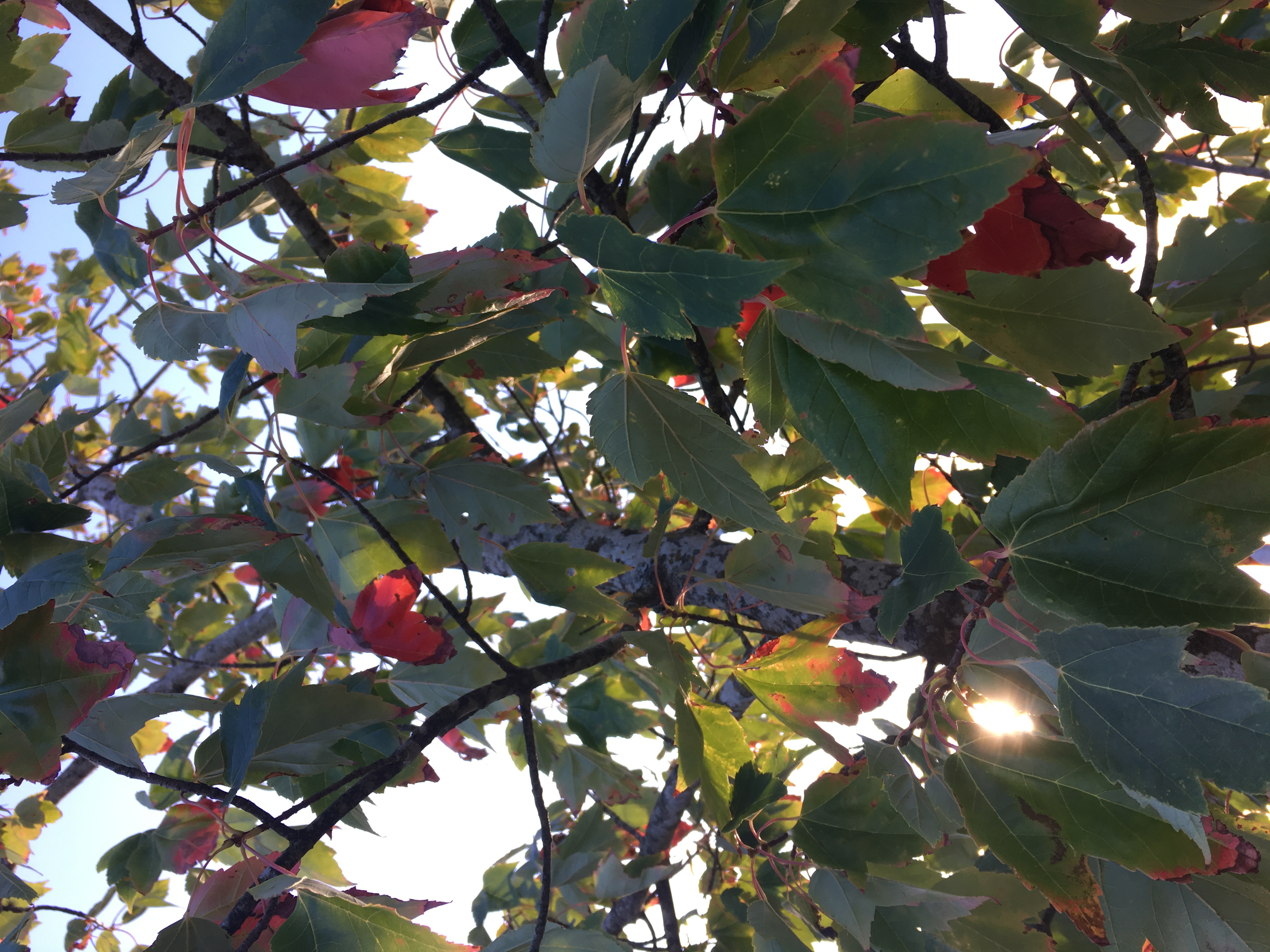 B1A2274A-0A65-468F-870C-33B183427931