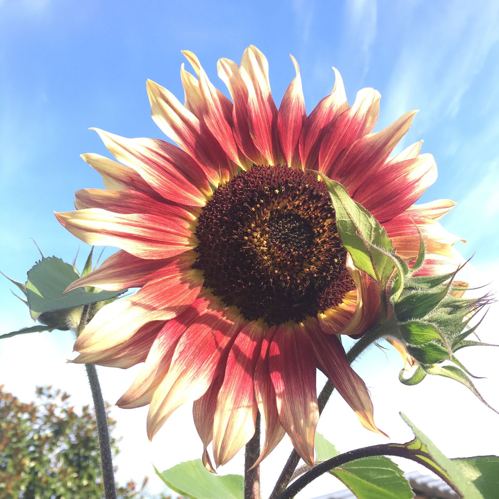 I Am Over The Birthday Party Drama