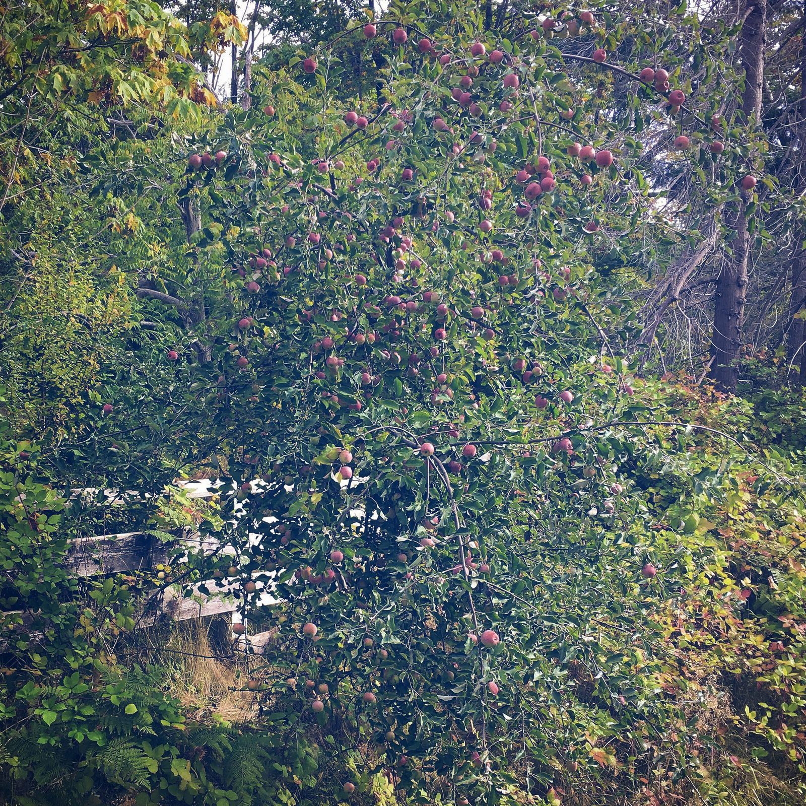 Fall Bucket Lists: Mine and Ours