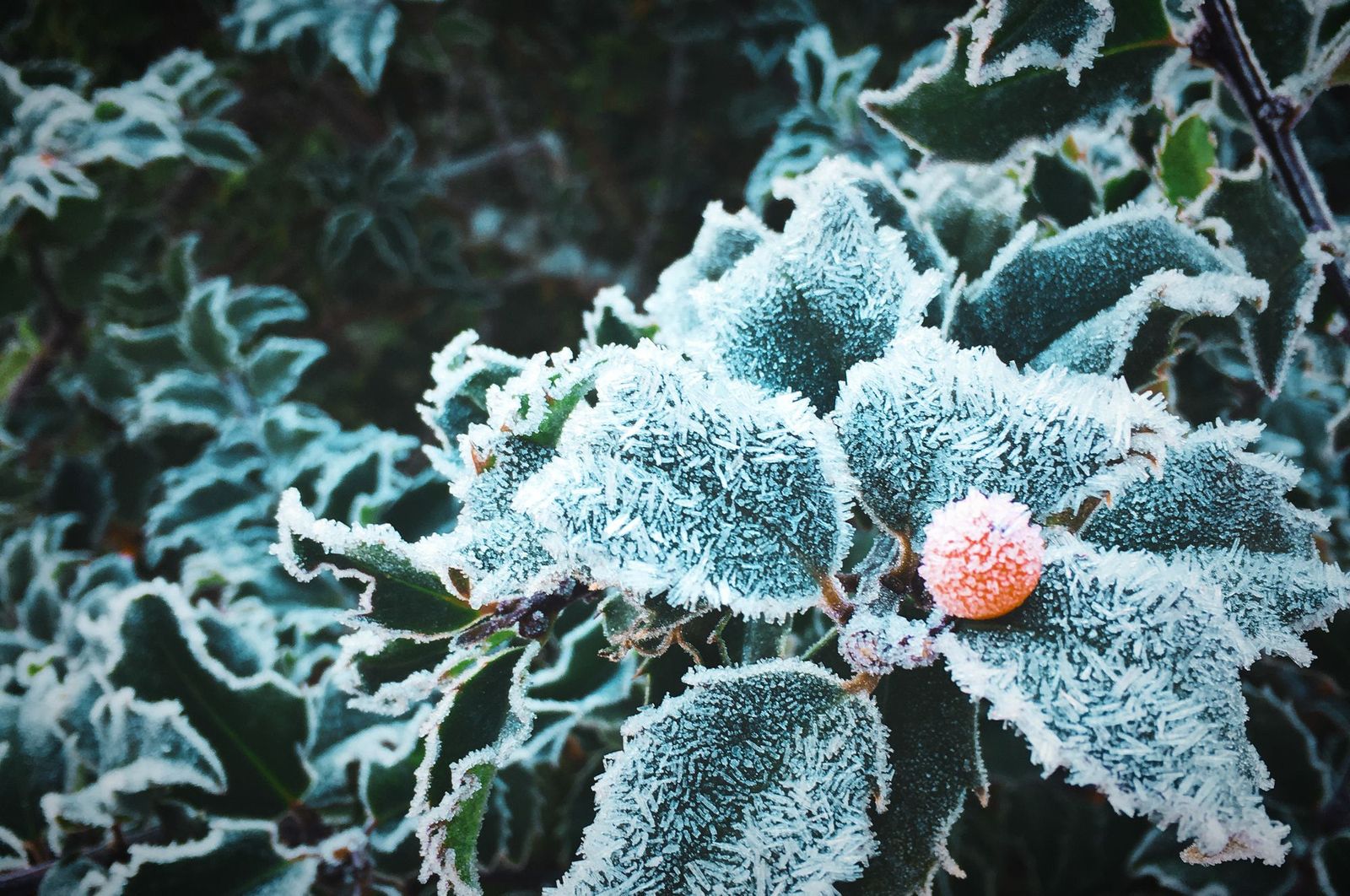 Local Canadian Love This Christmas