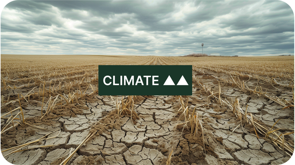 Wheat Futures Hit 8-Month High as Drought and Frost Risks Converge