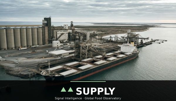 USDA trims US corn yield, cuts Black Sea wheat exports