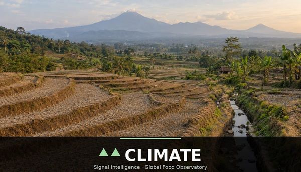 Late Indonesian rains threaten the main rice planting window