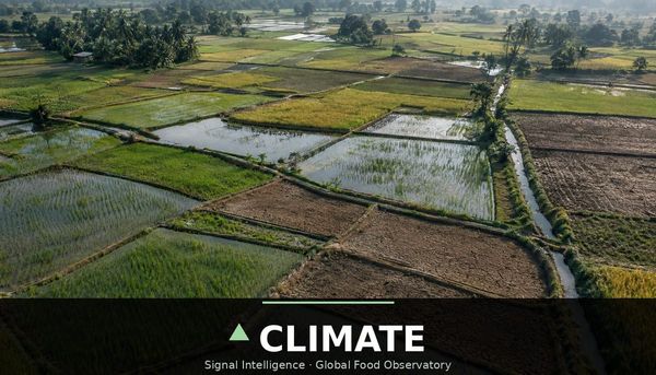 El Niño exposes rice more than wheat or maize