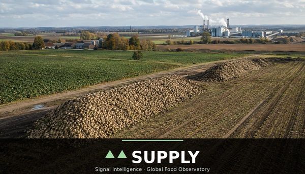 EU sugar beet yields fall 17% as sugar prices rise