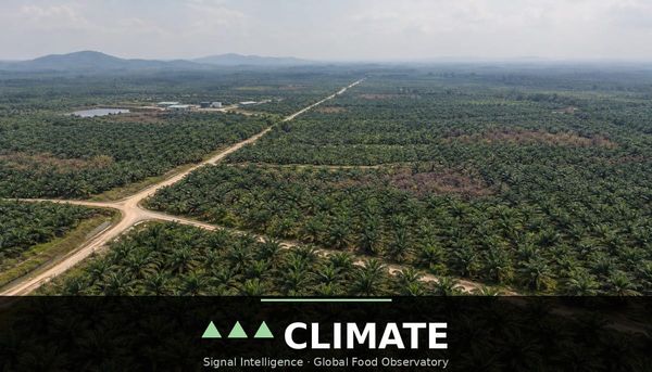 USDA cuts Indonesian palm oil output by 2.2 million tonnes