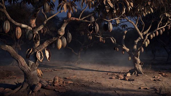 Why the Cocoa Crash Is a Trap