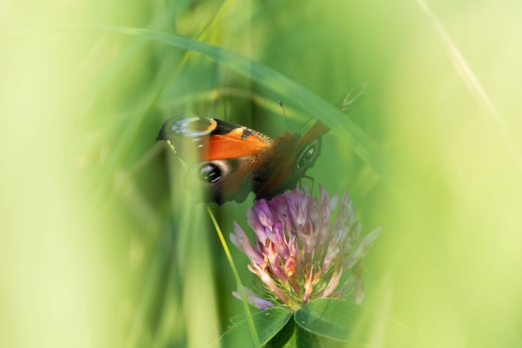 Psychotherapie Chiemgau Michael Schollerer – Schmetterling symbolisiert Transformation und Selbstwirksamkeit