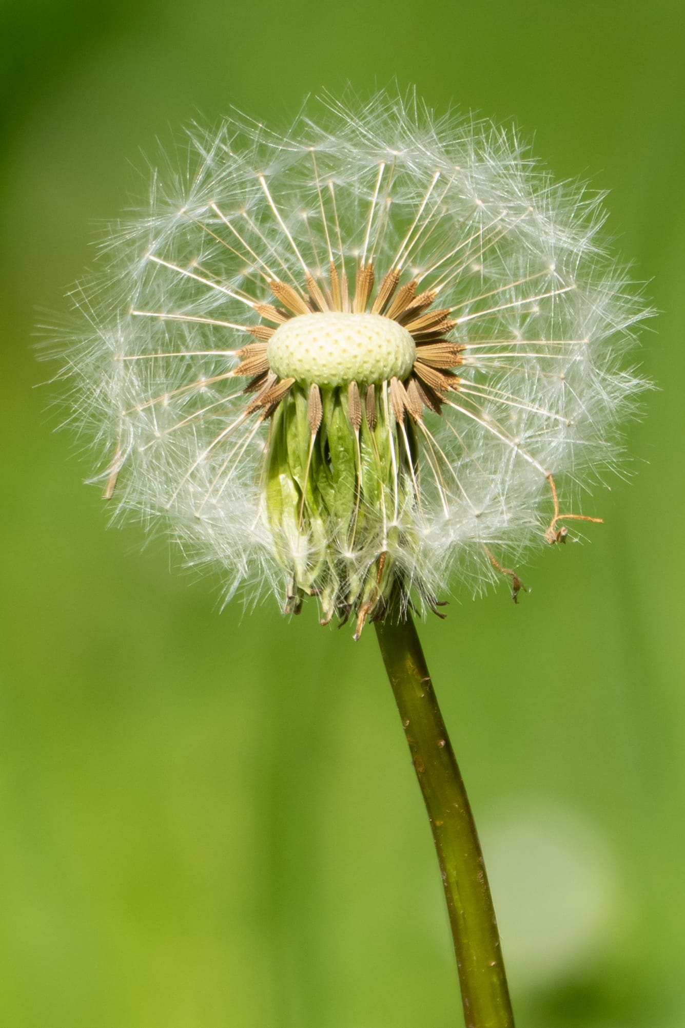 Nahaufnahme einer Pusteblume als Symbol für Entfaltung und Leichtigkeit und ein Zu-sich-kommen in der Meditation.