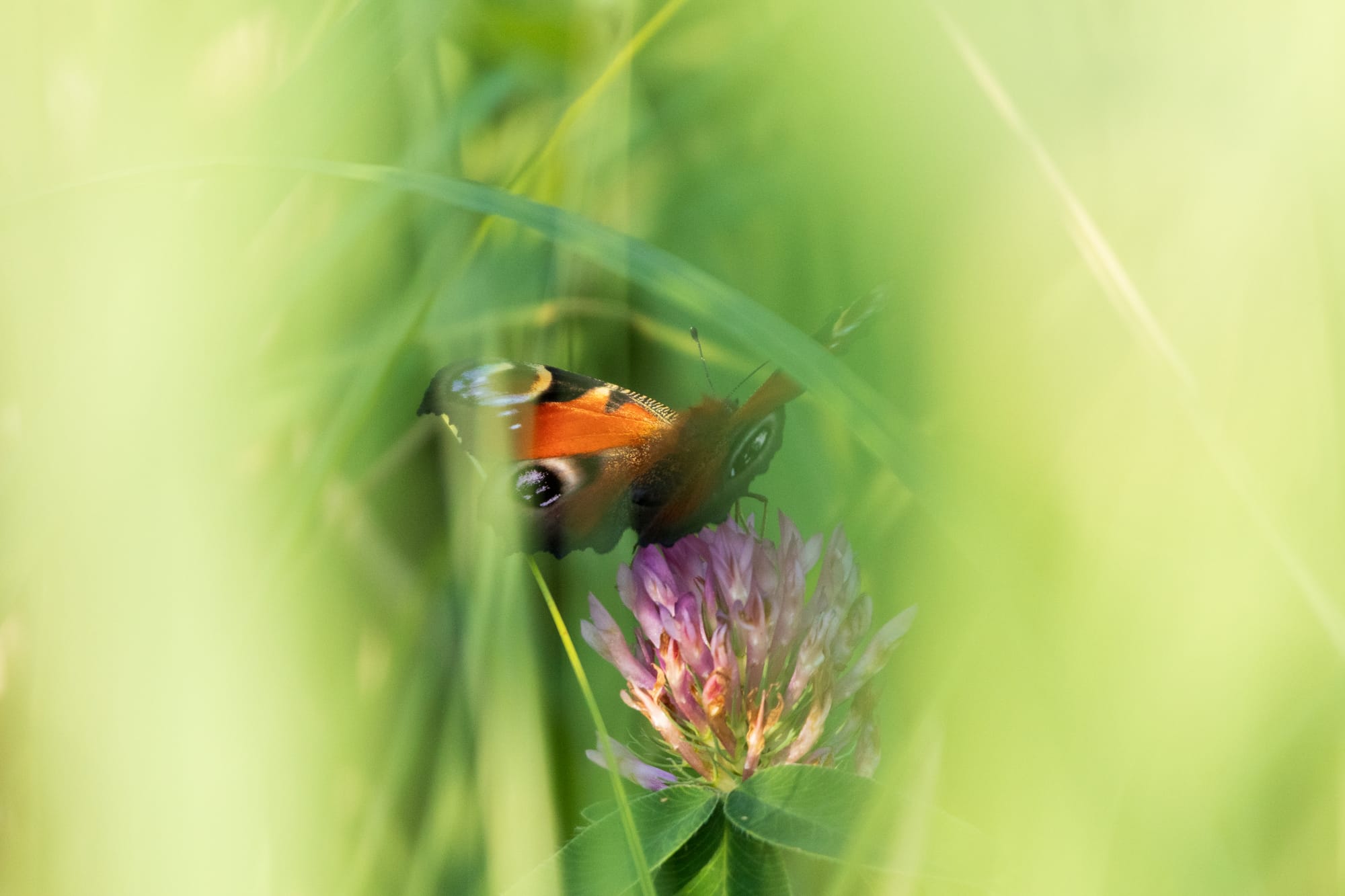 Meditation Chiemgau Michael Schollerer – Schmetterling auf Blüte als Symbol für Entfaltung und inneren Lebensraum