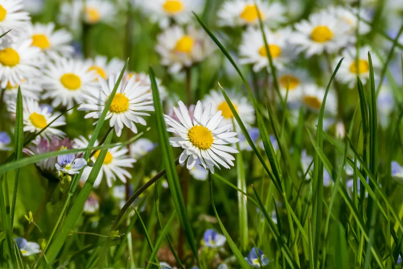 Gänseblümchen in einer Frühlingswiese – Aufmerksamkeit für das Kleine und Freundliche
