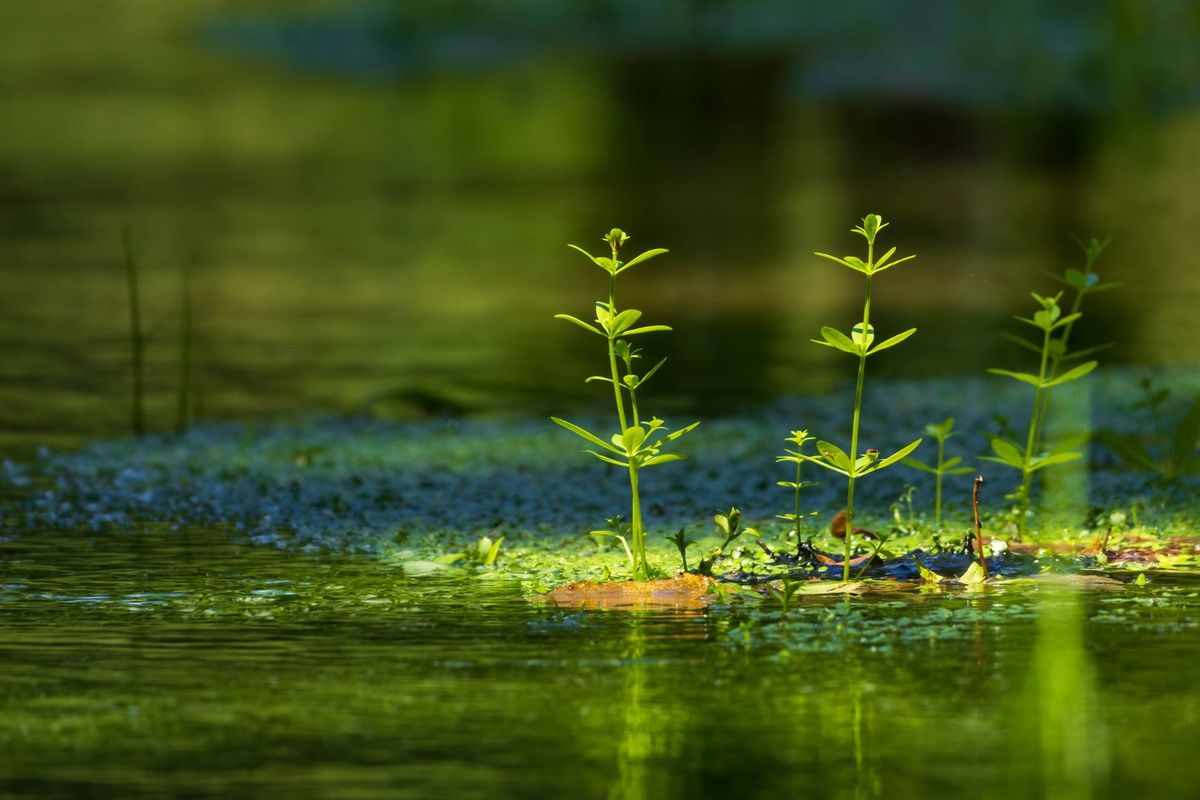 Drei junge Wasserpflanzen im stillen Wasser eines Flusses