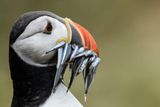 The Puffin
