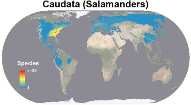 salamander diversity