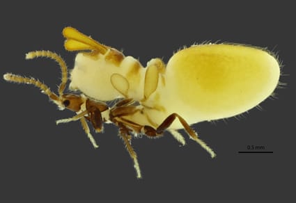 A totally normal looking staphylinid beetle except for the fact that its abdomen has produced a massive termitesque growth that is twice as big as the beetle itself and sits on top of it, like a huge backpack
