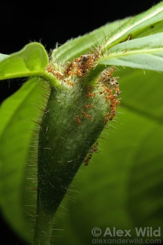 image from Alex Wild - alexanderwild.com