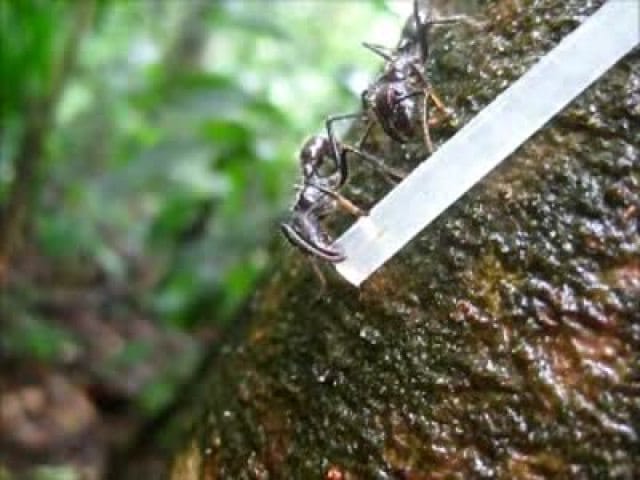 Bullet ants grasping and chomping protein solution