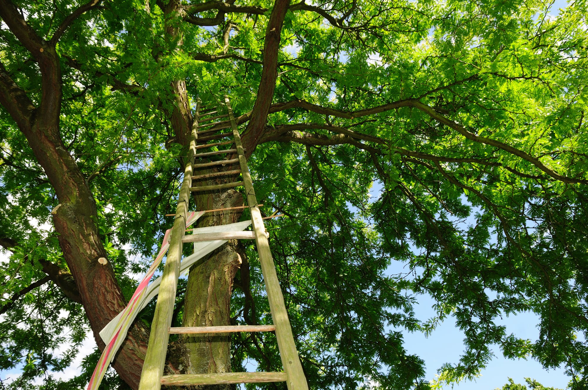 a wooden ladder heading into the canopy of a tall tree