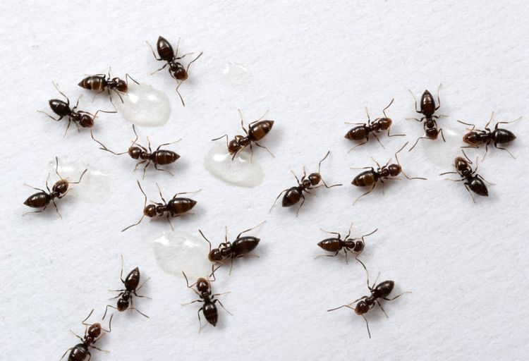 a bunch of ants gathering... like a conference