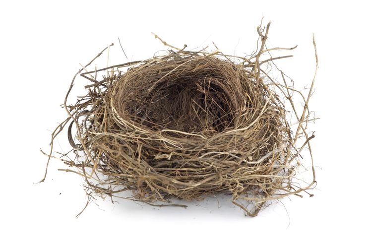 an empty bird nest, made of up plant fibers