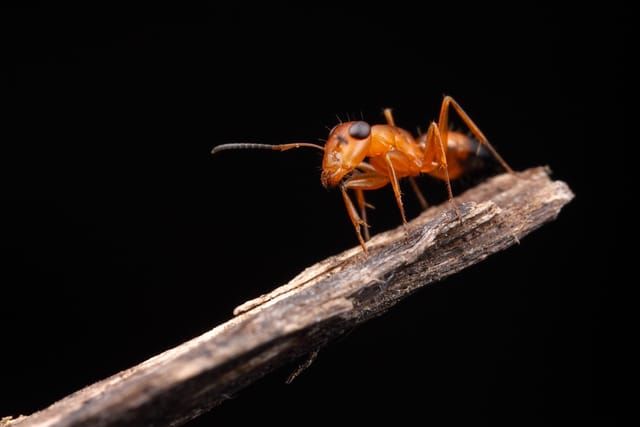 a bright red ant with huge black eyes perched on the tip of a twig with a jet black backdrop