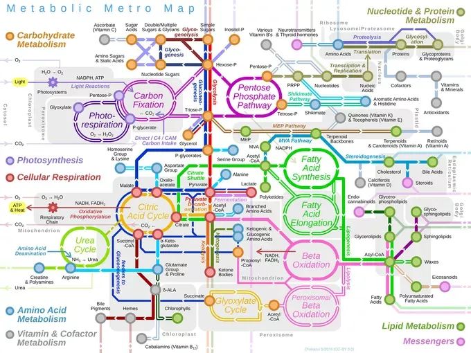 an absurdly complex figure of metabolic pathways