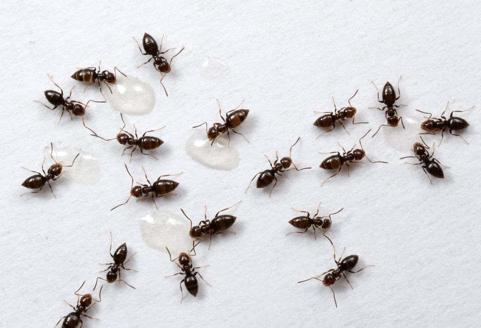 a bunch of ants gathering... like a conference