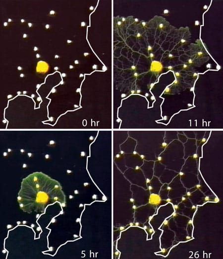 It's a picture of agar on a petri dish with nutrient dots showing major train stations in the Tokyo Subway network, at four time points. The slime mold connected the dots just like the train.
