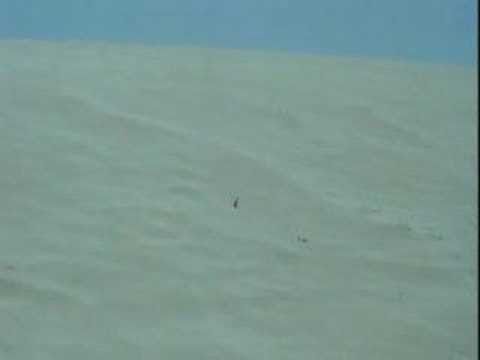 Ants With Superhero Powers and Real Ant-People