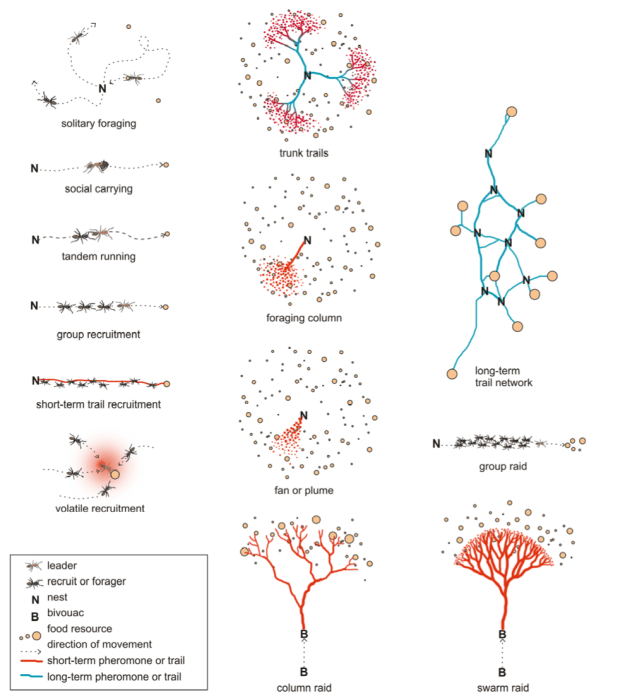 Ant foraging diversity: a simple and elegant explanation