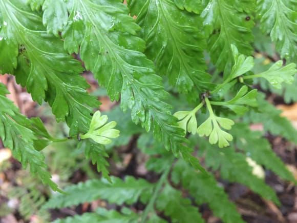 Sign up now for EEB Mentor Match 2020