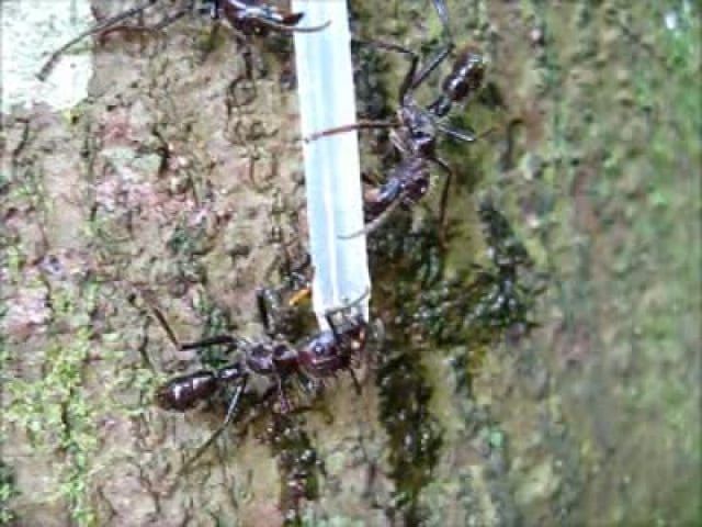 Ant science: Ants try to eat protein beverages like solid food