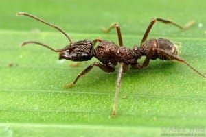 Ant science: Thieving ants know how to be sneaky