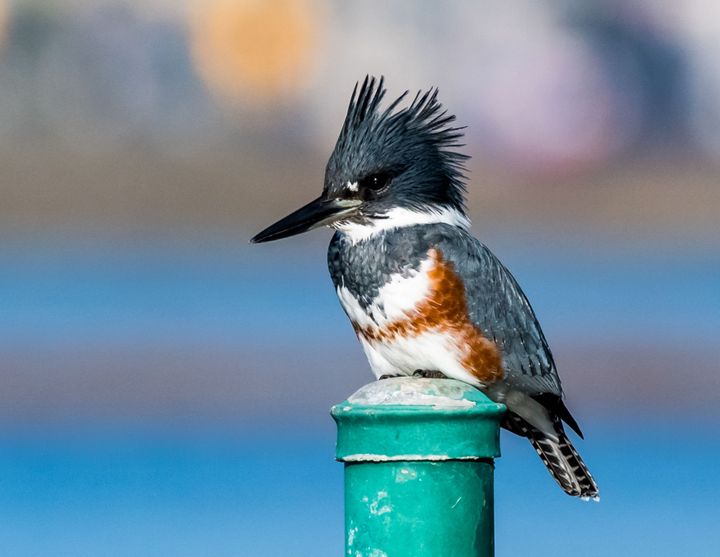 It's Kingfisher Season