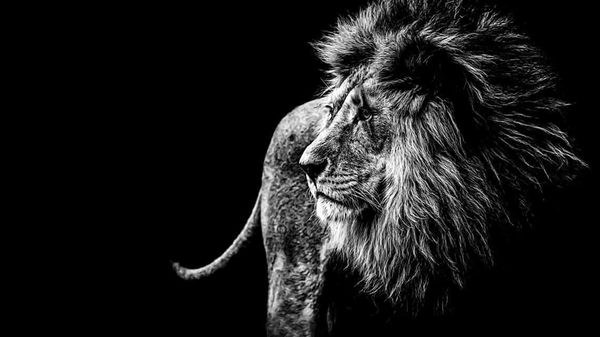 Seven Enchanted Disney Songs to Learn (From ‘The Lion King’, ‘Coco’, and More)