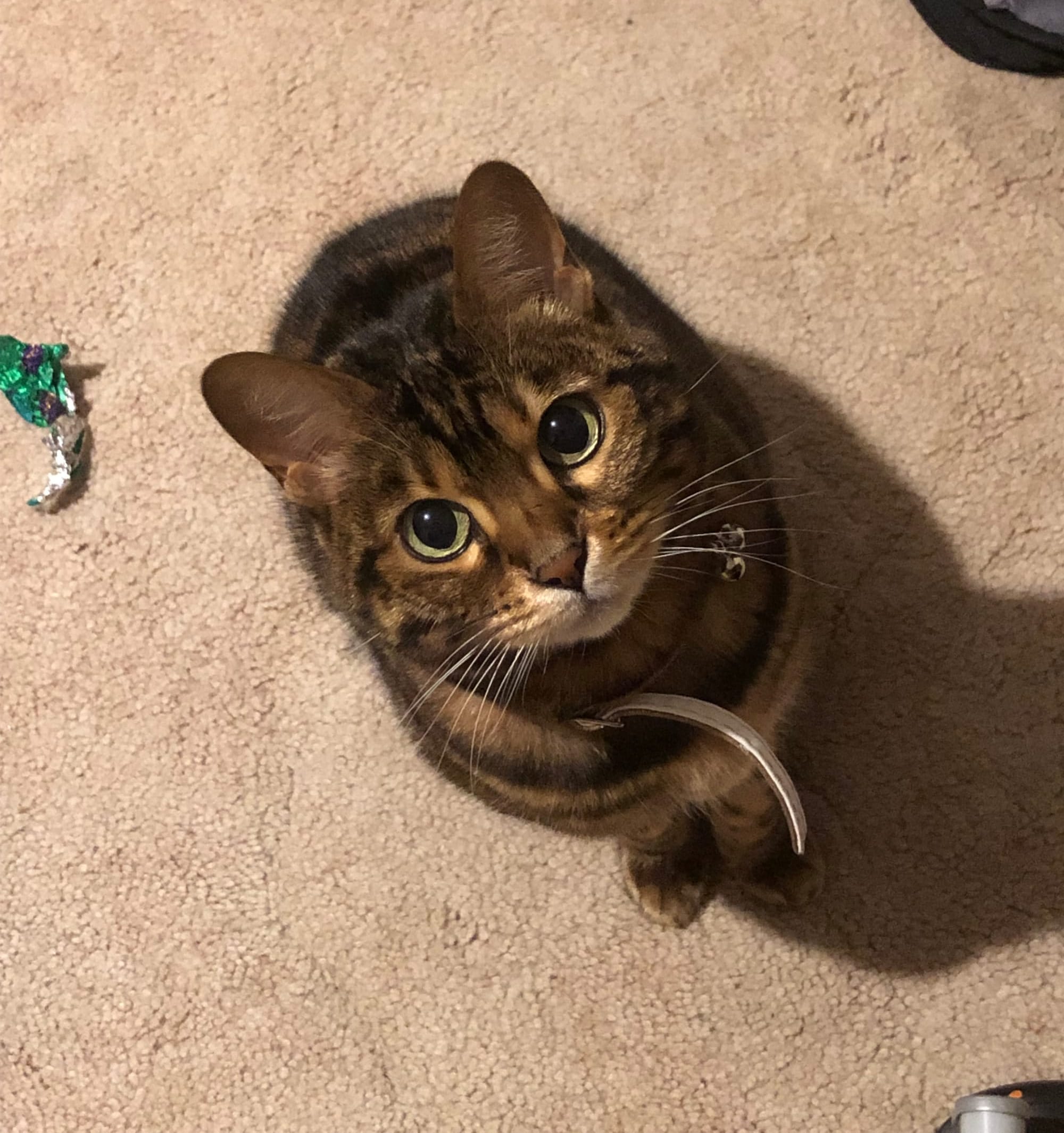 A top-down view of a chocolate Bengal cat. She is looking up at the camera with big green eyes. The long lip of her collar is poking out.