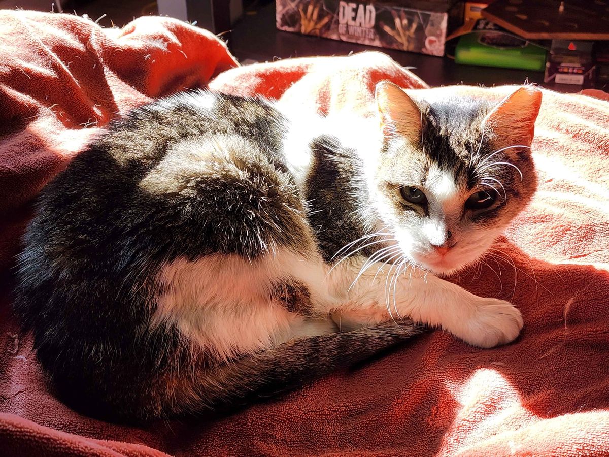 A beautiful tabby cat curled up on a cozy blanket, looking at the camera.