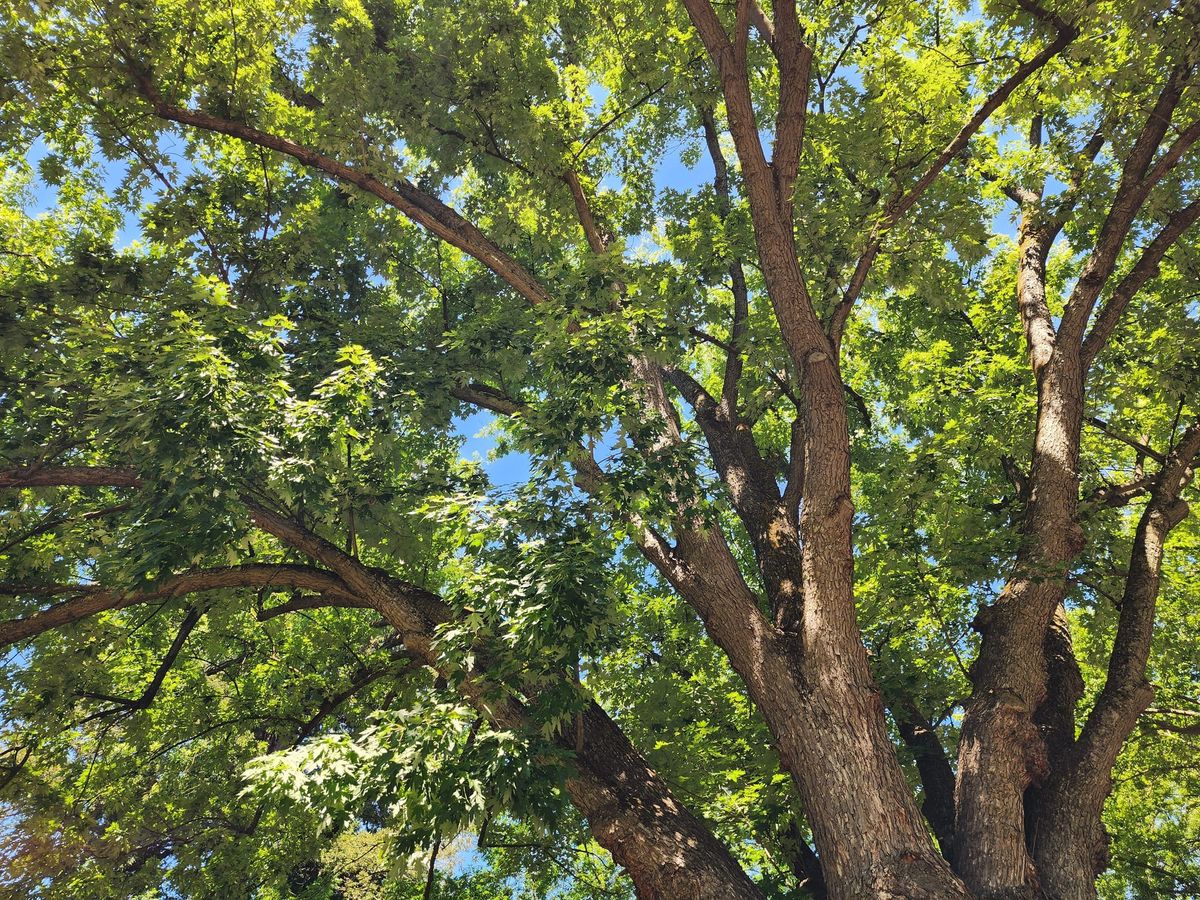 The branches and leaves of an oak tree