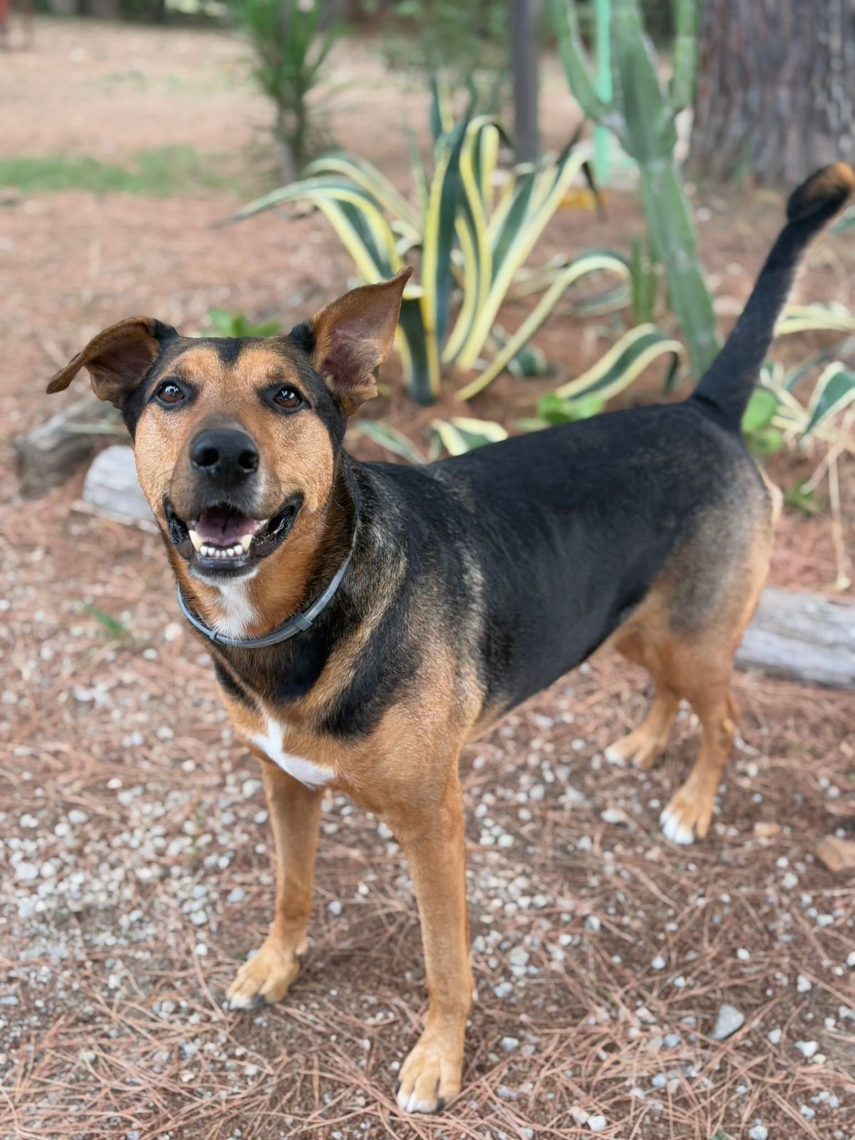 Is Sicily Dog Friendly? Relocating to Sicily With Mailo