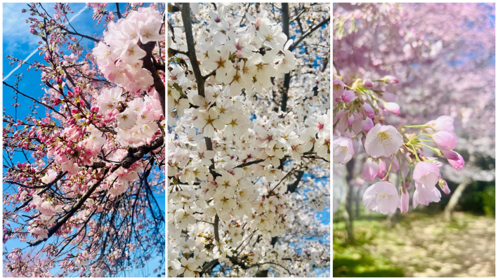 A collage of three photos of cherry blossoms