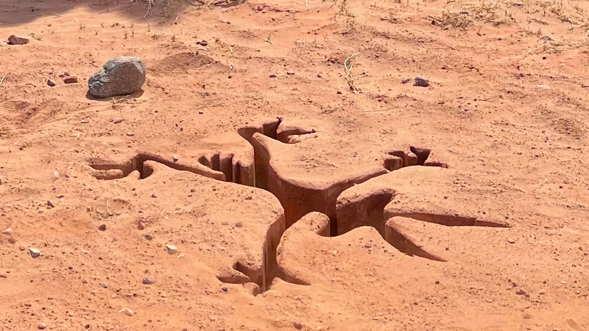 The Real Coyote Vs. Acme Is The Friends We Made Along The Way