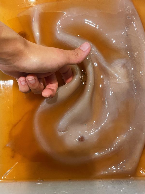 Kombucha- Primera Fermentación