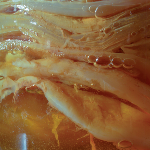 Cómo hacer un hotel de SCOBYs